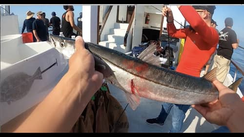Wide Open Barracuda Bite!! (Offshore Fishing in Southern California)