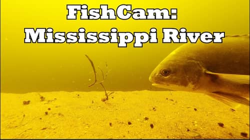 Mississippi River underwater (drum sheephead walleye catfish smallmouth bluegill bowfin)