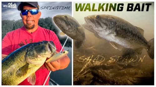 Shad Spawn Bass | Topwater Tactics with Walking Baits