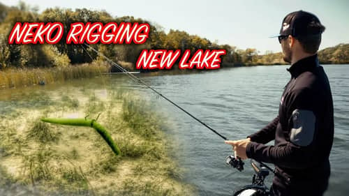 Patterning Bass With the Neko Rig on New Lakes