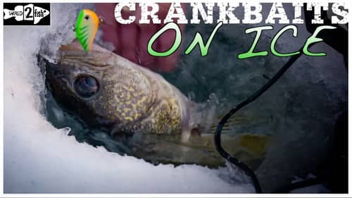 The Evolution of Lipless Crankbaits in Ice Fishing