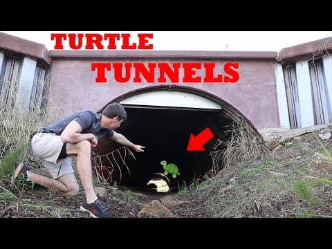 Rescuing Turtles (Secret Turtle Tunnel)