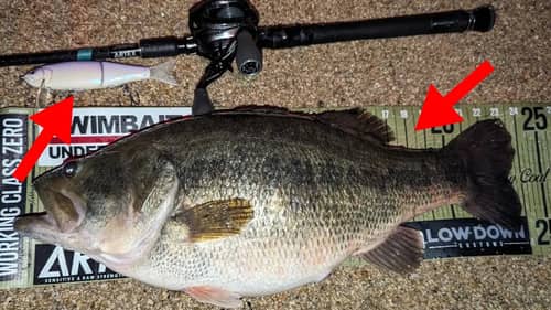 Why Does This Japanese Technique Catch GIANT Bass At Night In The Winter?