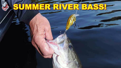 Summer River Bass Fishing | How To | Bass Fishing