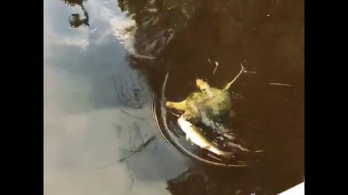 Snapping Turtle ATTACKS Smallmouth Bass!
