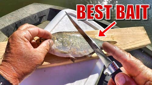 How to Catch a Fish With a Live Worm for Bait - 3 Ways (Beginner Fishing  Tips) 