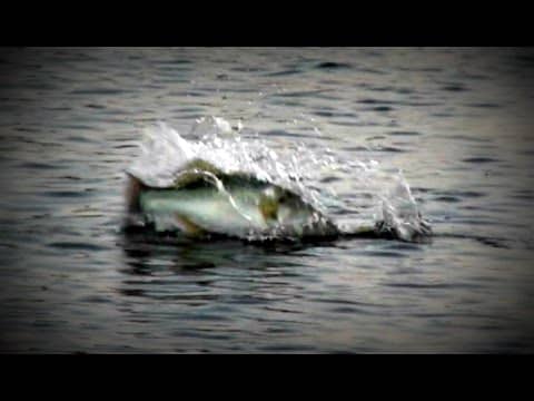 Topwater Bass Fishing Blowups Series 13 - Mayhem