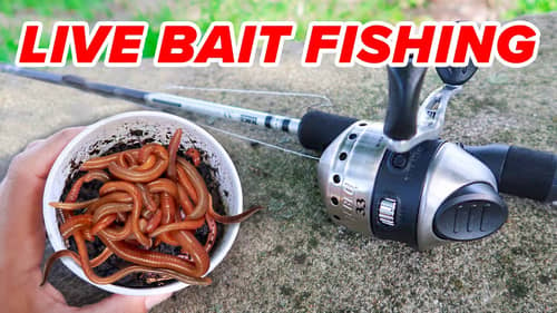 Fishing w/ LIVE Worms for Whatever Bites! (Livebait Fishing)
