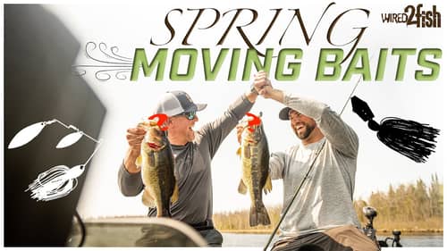 Spinnerbaits and ChatterBaits for Northern Bass