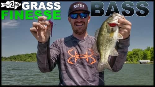 When and How to Drop Shot Bass in Grass