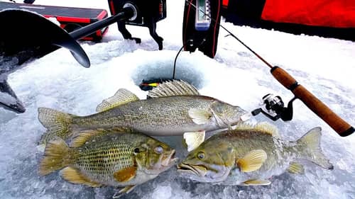 Multispecies Ice Fishing CHALLENGE!!! (Catch & Cook)