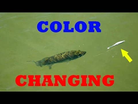 Technology Fishing Lure Changes Color in Water!?! (Fishing Challenge)