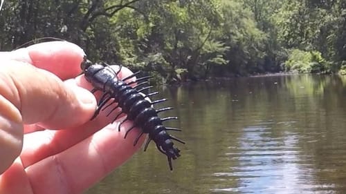 Catch Way More Bass With Hellgrammites