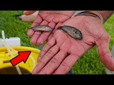 RARE Colorful Exotics as Bait? (ft. CatchEmAllFishing)