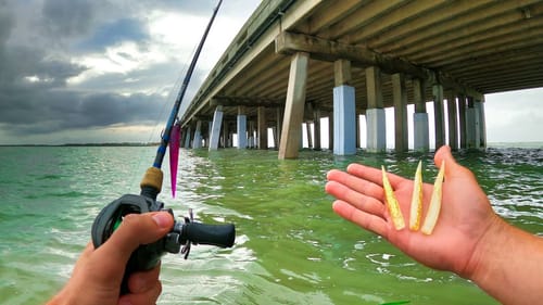 fishing the toughest structure - bridge trout CATCH AND COOK
