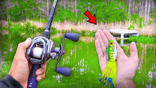 Catching GIANT Bass w/ FROGS! (Bank Fishing)