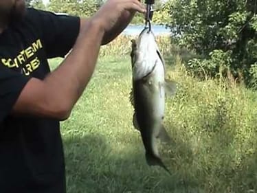 3 1/2 lb bass caught on Booyah 1/4 oz buzz bait tipped with Stanley Ribbit Frog