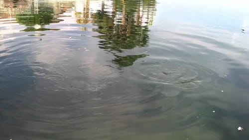 First Carp Session At The New Pond
