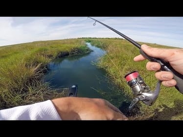 Crazy Shallow Water Fishing For Saltwater Swamp BEASTS -- (Light Tackle)