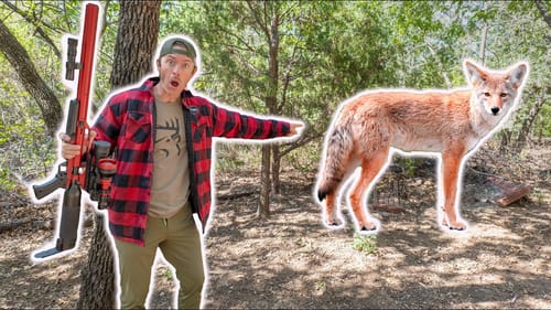 Tracking a Coyote after Chicken Coop Attack!