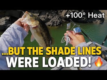 Fishing Buzzbaits on Shade Lines for Aggressive Summer Bass | Lake Oroville Guide Tips