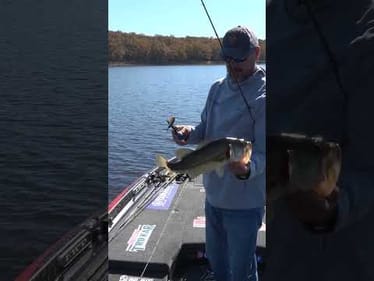 Is the Squarebill a Forgotten Bait Early Fall?