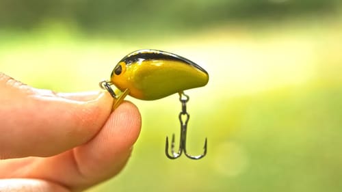 SMALLEST Crankbait EVER = New PB!? (TLC Ep.7)