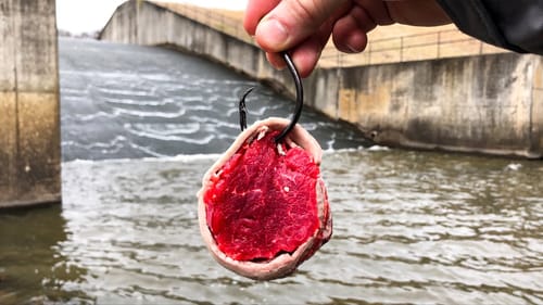 Fishing With STEAK!?!?
