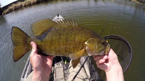 Spring Smallies 5-5-2016