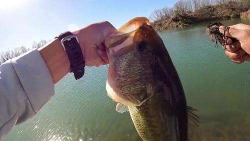 Jerkbaits and Jigs for Big Wintertime Bass! (Fishing around Baylor University)