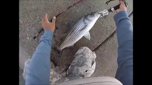 1 Cast 4 Hits (California Aqueduct Striper Fishing)