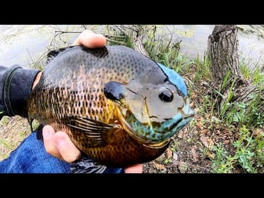 Fishing for MONSTER BLUEGILL! (SUPER RARE CATCH)