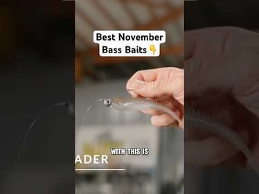 The BEST November 2025 BASS BAIT! 🛎️