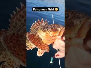 POISONOUS FISH 😳 (Do NOT Touch!)