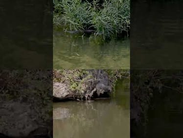 Cottonmouths EVERYWHERE! (Goosebumps 😲 )