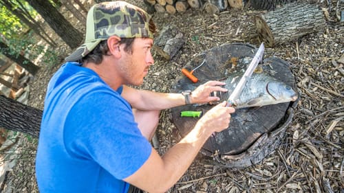 Fishing for Catfish with Carp Meat? (Bowfish & Jugline Method)
