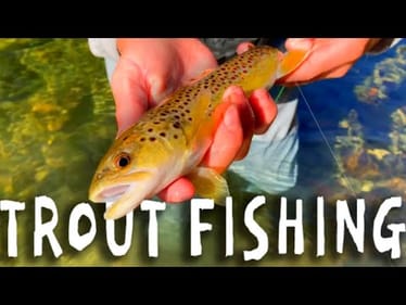 Fly Fishing HEAVEN! Crystal clear creeks LOADED W/ Trout! (Insane!)