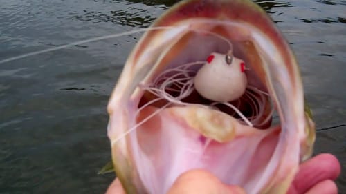 Bass Fishing with a Topwater Frog and KVD Spook.