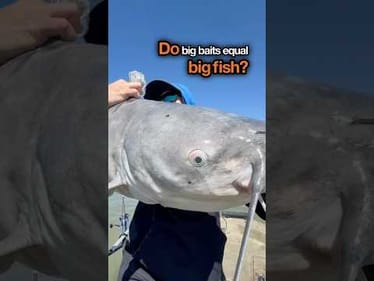 Chasing Monster Catfish with Big Baits on Lake Lavon #fishing