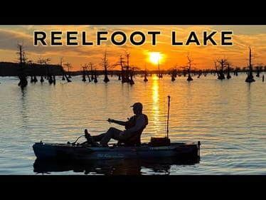 A Beautiful Disaster at Reelfoot Lake!