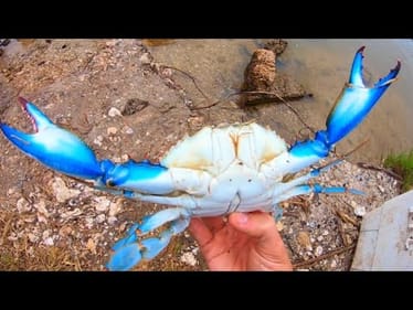 GIANT CRAB AS BAIT for FISH OF A LIFETIME!