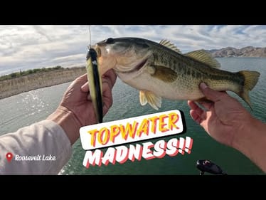 Topwater Blowups Heating Up at Roosevelt Lake
