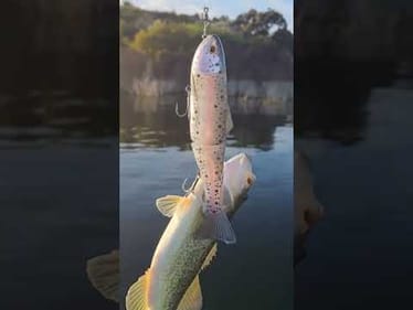 9.5" Glide Bait Cast To Catch