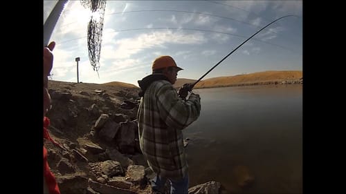 San Luis Reservoir Striper