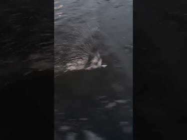 Name That Lure!