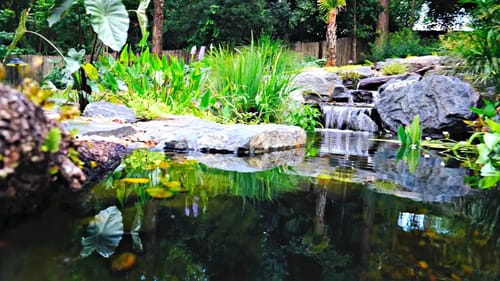 Stocking Our Backyard Pond and a Turtle Race!