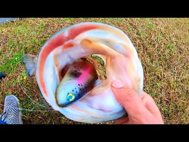 I caught GIANT BASS after they STOCKED TROUT!