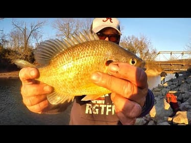 Let's Catch Some Dinner From The Bank! Bluegill & Shellcracker