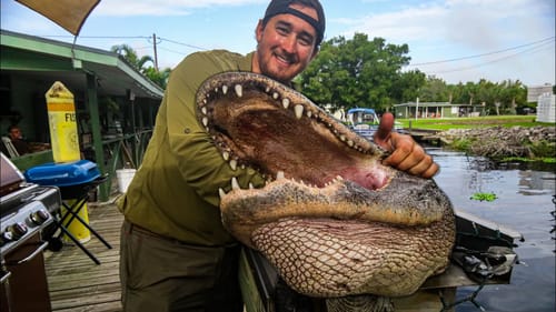 BIG ALLIGATOR {HUNT CLEAN COOK}