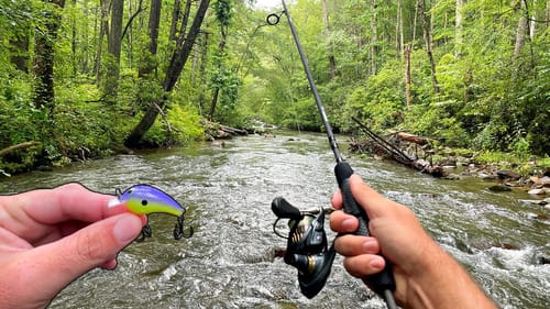 Multi Species Creek Fishing in Mountain Stream